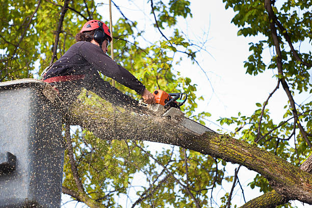 Best Tree Trimming Near Me  in Anadarko, OK